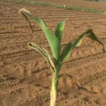 Planta joven de maíz con las hojas rotas y secas en las puntas después de una granizada